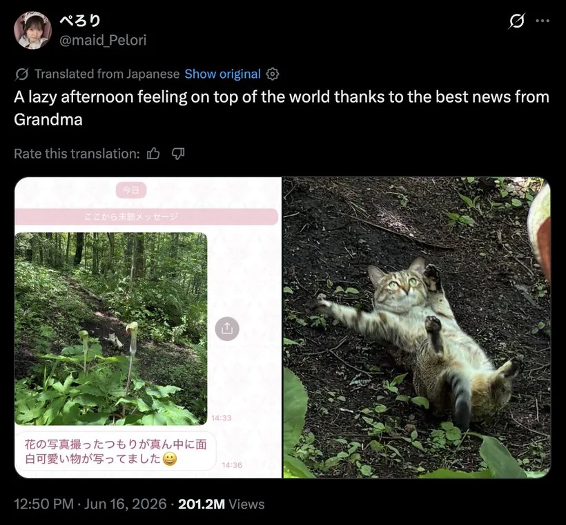 The original @maid_Pelori post on X showing the Sliding Cat